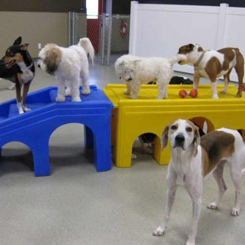 Dogs stand together and near a play staircase